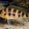 Sechsstreifen-Lamprologus, Neolamprologus Sexfasciatus Gold, DNZ -EHEIM || JBL || sera Verkaufsgeschäft Sechsstreifen Lamprologus Neolamprologus sexfasciat