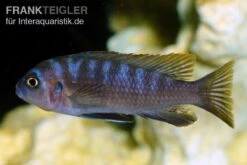Sechsstreifen-Tilapia, Cynotilapia Afra "Jalo Reef", DNZ -EHEIM || JBL || sera Verkaufsgeschäft Sechsstreifen Tilapia Cynotilapia afra 2