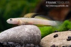 Cebu-Grundel, Sicyopus Cebuensis, 1 Paar -EHEIM || JBL || sera Verkaufsgeschäft Sicyopus cebuensis 31