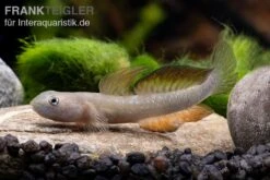 Cebu-Grundel, Sicyopus Cebuensis, 1 Paar -EHEIM || JBL || sera Verkaufsgeschäft Sicyopus cebuensis 33