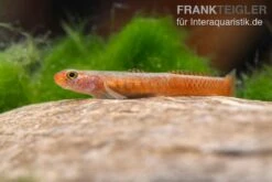 Smaragdgrundel, Stiphodon Surrufus, 1 Paar -EHEIM || JBL || sera Verkaufsgeschäft Smaragdgrundel Stiphodon surrufus 1