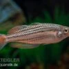 Starche-Creek-Regenbogenfisch, Melanotaenia Maccullochi "Starche Creek", 5 Tiere -EHEIM || JBL || sera Verkaufsgeschäft Starche Creek Regenbogenfisch Melanotaenia maccullochi Starche Creek 2