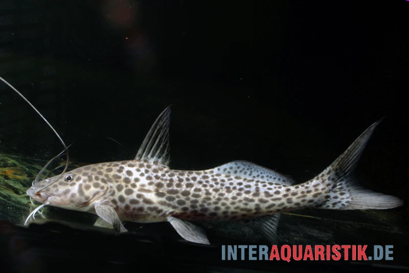 Stier-Antennenwels, Aguarunichthys Torosus 3 Stier-Antennenwels, Aguarunichthys Torosus