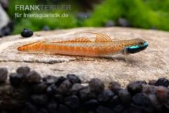 Annieae-Grundel, Stiphodon Annieae, 1 Paar -EHEIM || JBL || sera Verkaufsgeschäft Stiphodon annieae 18