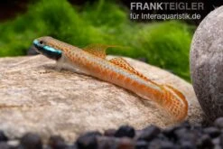 Annieae-Grundel, Stiphodon Annieae, 1 Paar -EHEIM || JBL || sera Verkaufsgeschäft Stiphodon annieae 19