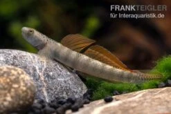 Orangeflossen-Grundel, Stiphodon Maculidorsalis, 1 Paar -EHEIM || JBL || sera Verkaufsgeschäft Stiphodon maculidorsalis 7