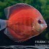 Diskusfisch ASIA-NZ, Symphysodon Discus Tomato -EHEIM || JBL || sera Verkaufsgeschäft Symphysodon aequifasciatus 09 Red Tomato 6