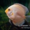 Diskusfisch ASIA-NZ, Symphysodon Discus White Gray -EHEIM || JBL || sera Verkaufsgeschäft Symphysodon aequifasciatus 31 White Gray 2