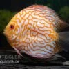 Diskusfisch ASIA-NZ, Symphysodon Discus Checkerboard -EHEIM || JBL || sera Verkaufsgeschäft Symphysodon aequifasciatus Checkerboard 2