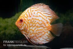 Diskusfisch ASIA-NZ, Symphysodon Discus Checkerboard -EHEIM || JBL || sera Verkaufsgeschäft Symphysodon aequifasciatus Checkerboard 2