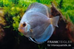 Diskusfisch ASIA-NZ, Symphysodon Discus Ocean Green (Green Diamond) -EHEIM || JBL || sera Verkaufsgeschäft Symphysodon aequifasciatus Ocean Green 3