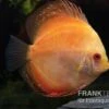 Diskusfisch ASIA-NZ, Symphysodon Discus Pigeon Pearl -EHEIM || JBL || sera Verkaufsgeschäft Symphysodon aequifasciatus Pigeon Pearl 8