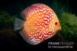 Diskusfisch ASIA-NZ, Symphysodon Discus Red Magic -EHEIM || JBL || sera Verkaufsgeschäft Symphysodon aequifasciatus Red Magic 1