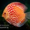 Diskusfisch ASIA-NZ, Symphysodon Discus Red Magic -EHEIM || JBL || sera Verkaufsgeschäft Symphysodon aequifasciatus Red Magic