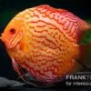 Diskusfisch ASIA-NZ, Symphysodon Discus Red Spider -EHEIM || JBL || sera Verkaufsgeschäft Symphysodon aequifasciatus Red Spider 12