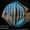 Diskusfisch ASIA-NZ, Symphysodon Discus Red Spotted Green -EHEIM || JBL || sera Verkaufsgeschäft Symphysodon aequifasciatus Red Spotted Green 4