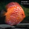 Diskusfisch ASIA-NZ, Symphysodon Discus Red Stone (Fire Stone) -EHEIM || JBL || sera Verkaufsgeschäft Symphysodon aequifasciatus Red Stone