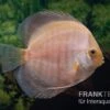 Diskusfisch ASIA-NZ, Symphysodon Discus Snow White 2 Diskusfisch ASIA-NZ, Symphysodon Discus Snow White -EHEIM || JBL || sera Verkaufsgeschäft Symphysodon aequifasciatus Snow White 2