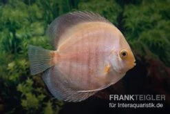 Diskusfisch ASIA-NZ, Symphysodon Discus Snow White