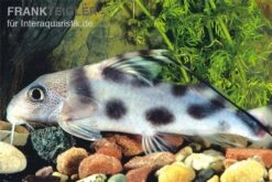 Pracht-Fiederbartwels, Synodontis Decorus -EHEIM || JBL || sera Verkaufsgeschäft Synodontis decorus
