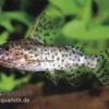 Schwarzer Fiederbartwels, Synodontis Nigrita -EHEIM || JBL || sera Verkaufsgeschäft Synodontis nigrita WILD