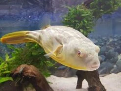 Nilkugelfisch, Tetraodon Fahaka (lineatus) 10 Nilkugelfisch, Tetraodon Fahaka (lineatus) -EHEIM || JBL || sera Verkaufsgeschäft Tetraodon fahaka 1