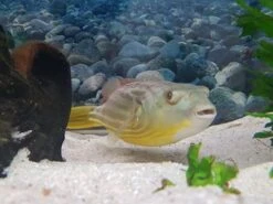 Nilkugelfisch, Tetraodon Fahaka (lineatus) 12 Nilkugelfisch, Tetraodon Fahaka (lineatus) -EHEIM || JBL || sera Verkaufsgeschäft Tetraodon fahaka 3