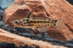 Trugdornwels "Woodcat", Trachelyichthys Exilis -EHEIM || JBL || sera Verkaufsgeschäft Trachelyichthys exilis 4
