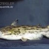 Wurzelwels, Trachelyopterus Galeatus 2 Wurzelwels, Trachelyopterus Galeatus -EHEIM || JBL || sera Verkaufsgeschäft Trachelyopterus galeatus