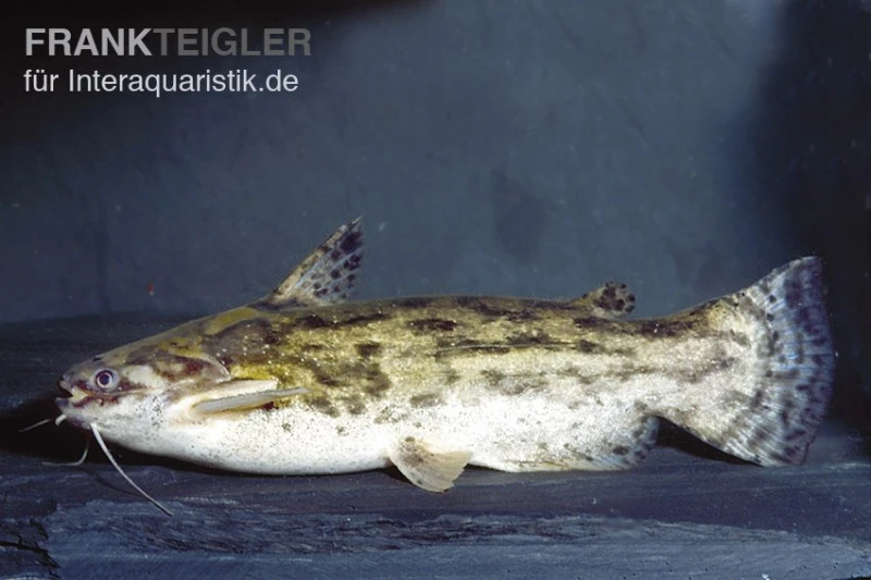 Wurzelwels, Trachelyopterus Galeatus 3 Wurzelwels, Trachelyopterus Galeatus