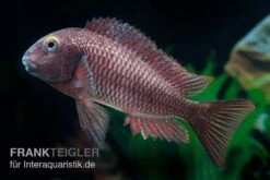 Lufubu-Moorii, Tropheus Moorii "Lufubu", DNZ