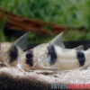 Tukano-Panzerwels, Corydoras Tukano -EHEIM || JBL || sera Verkaufsgeschäft Tukano Panzerwels Corydoras tukano 1