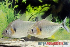 Vertikalstreifen-Piranha, Serrasalmus Humeralis -EHEIM || JBL || sera Verkaufsgeschäft Vertikalstreifen Piranha Serrasalmus humeralis 2