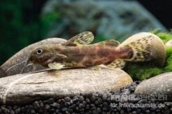 Waterlots Fiederbartwels, Synodontis Waterloti -EHEIM || JBL || sera Verkaufsgeschäft Waterlots Fiederbartwels Synodontis waterloti neu 1
