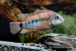 Weinrotflossiger Buntbarsch, Cryptoheros Cutteri -EHEIM || JBL || sera Verkaufsgeschäft Weinrotflossiger Buntbarsch Cryptoheros cutteri 4