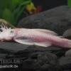 Weißer Antennenwels, Ancistrus Sp. Weiß (Black Eyes) -EHEIM || JBL || sera Verkaufsgeschäft Weisser Antennenwels Ancistrus sp Weiss L144