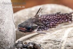 Weißpunkt-Trugdornwels, Tatia Intermedia -EHEIM || JBL || sera Verkaufsgeschäft Weisspunkt Trugdornwels Tatia intermedia 1