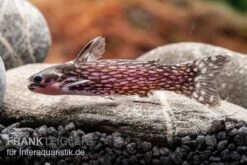 Weißpunkt-Trugdornwels, Tatia Intermedia -EHEIM || JBL || sera Verkaufsgeschäft Weisspunkt Trugdornwels Tatia intermedia 2