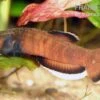 Weißsaum-Zwergkampffisch, Betta Albimarginata -EHEIM || JBL || sera Verkaufsgeschäft Weisssaum Zwergkampffisch Betta albimarginata 1