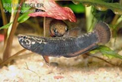 Weißsaum-Zwergkampffisch, Betta Albimarginata -EHEIM || JBL || sera Verkaufsgeschäft Weisssaum Zwergkampffisch Betta albimarginata 3