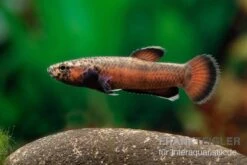 Weißsaum-Zwergkampffisch "Sebuku", Betta Albimarginata "Sebuku" -EHEIM || JBL || sera Verkaufsgeschäft Weisssaum Zwergkampffisch Sebuku Betta albimarginata Sebuku 3