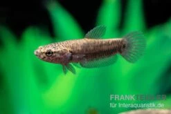 Weißsaum-Zwergkampffisch "Sebuku", Betta Albimarginata "Sebuku" -EHEIM || JBL || sera Verkaufsgeschäft Weisssaum Zwergkampffisch Sebuku Betta albimarginata Sebuku 4