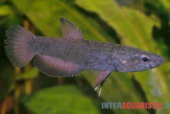 Weißsaum-Zwergkampffisch "Malinau", Betta Albimarginata "Malinau", Paarweise -EHEIM || JBL || sera Verkaufsgeschäft Weisssssaum Zwergkampffisch Malinau Betta albimarginata Malinau 3