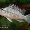 Weisstüpfel-Erdfresser, Satanoperca Leucosticta -EHEIM || JBL || sera Verkaufsgeschäft Weisstuepfel Erdfresser Satanoperca leucosticta 1