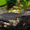 Wels L152 Orinoko-Tannenzapfenwels, Pseudorinelepis Genibarbis -EHEIM || JBL || sera Verkaufsgeschäft Wels L 152 Orinoko Tannenzapfenwels Pseudorinelepis genibarbis 2