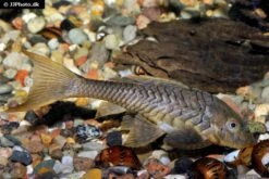 Wels L152 Orinoko-Tannenzapfenwels, Pseudorinelepis Genibarbis -EHEIM || JBL || sera Verkaufsgeschäft Wels L 152 Orinoko Tannenzapfenwels Pseudorinelepis genibarbis 3