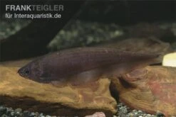 Afrikanischer Messerfisch, Xenomystus Nigri -EHEIM || JBL || sera Verkaufsgeschäft Xenomystus nigri Afrikanischer Messerfisch 1