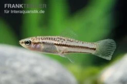 Zwergschwertträger, Xiphophorus Pygmaeus -EHEIM || JBL || sera Verkaufsgeschäft Xiphophorus pygmaeus 7