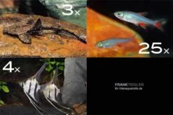 Zierfisch-Sortiment Amazonas Für 120 Cm