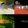 Zierfisch-Sortiment Einsteiger Für 60 Cm -EHEIM || JBL || sera Verkaufsgeschäft Zierfisch Sortiment Einsteiger 60 cm Aquarium
